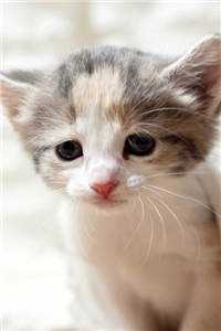 我死在虚假末世后，他们都悔疯了无错版