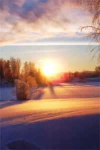 扶摇鹤南飞阅读