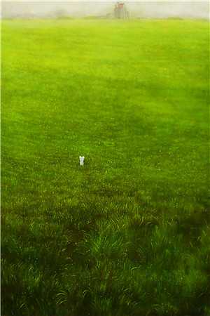 关雎洲上雪泷纱好看的小说推荐完结