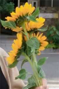 回首山河冬淋雪爆款热文